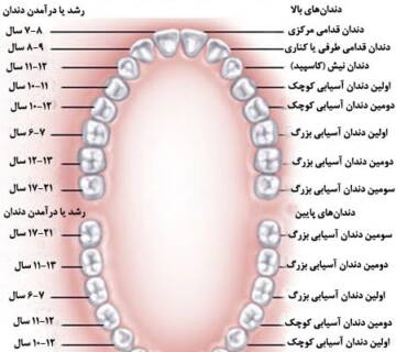 عکس از تعداد دندان های انسان